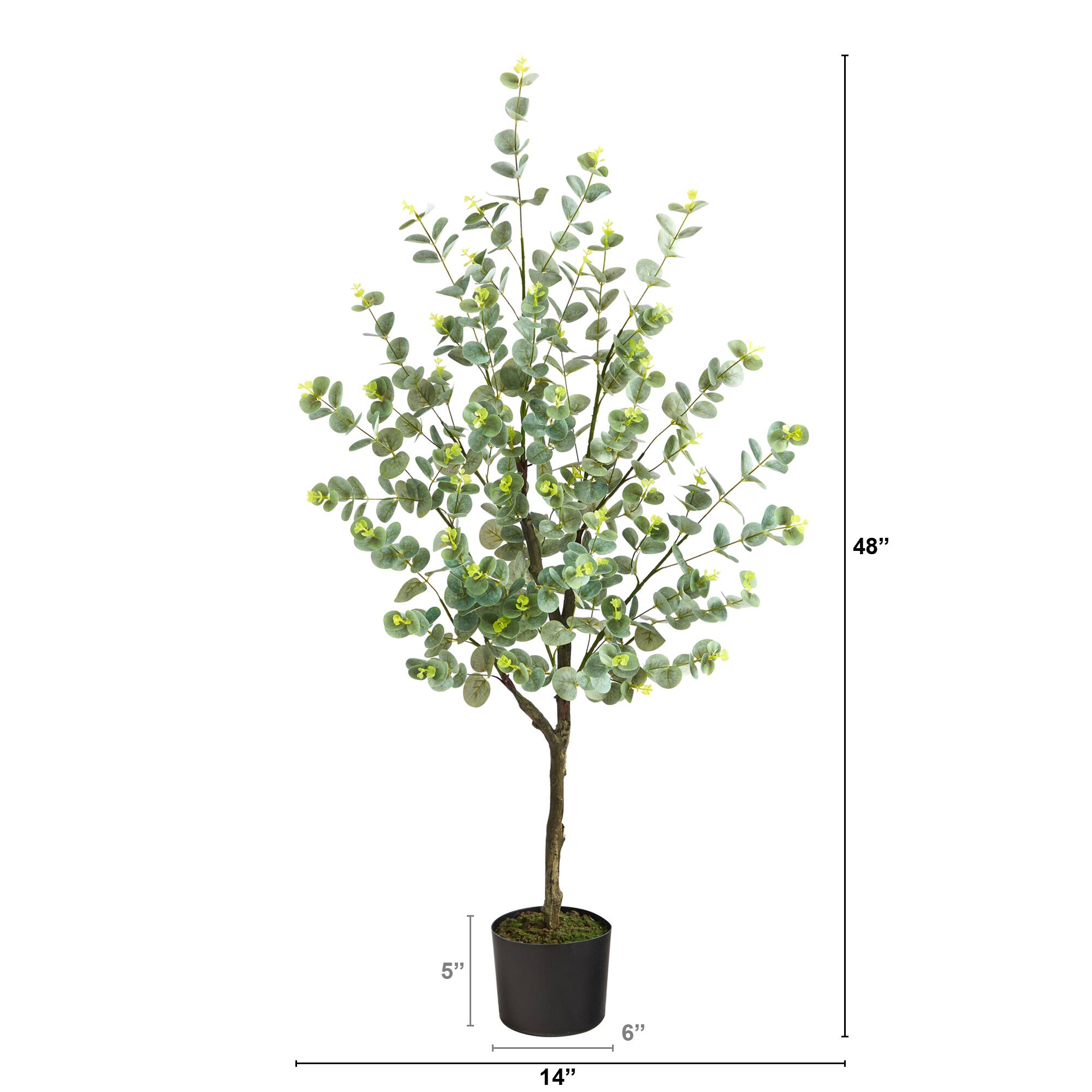 4ft. Potted Eucalyptus Tree